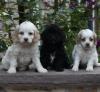 Puppies for sale Spain, Madrid , Cockapoo
