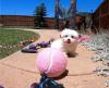 Puppies for sale Belgium, Brussels Maltese
