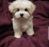 Puppies for sale Canada, Manitoba Maltese