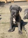 Puppies for sale Germany, Dortmund Staffordshire Bull Terrier