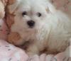 Puppies for sale Netherlands, Rotterdam Maltese