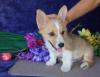 Puppies for sale Spain, Barcelona , Welsh Corgi Pembroke