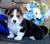 Puppies for sale Portugal, Braga Other breed, Pembroke Welsh Corgi
