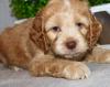 Puppies for sale Spain, Bilbao , Cockapoo