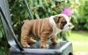 Puppies for sale Portugal, Braga English Bulldog