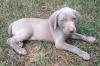 Puppies for sale Czech Republic, Brno Weimaraner