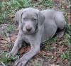 Puppies for sale Denmark, Kopenagen Weimaraner