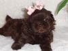 Puppies for sale Germany, Frankfurt Shih Tzu