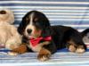 Puppies for sale Belgium, Charleroi Bernese Mountain Dog