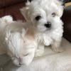 Puppies for sale Canada, Alberta Maltese