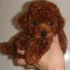 Puppies for sale Belgium, Brussels Toy-poodle