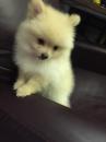 Puppies for sale Russia, Moscow Pomeranian Spitz