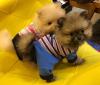 Puppies for sale Spain, Madrid Pomeranian Spitz