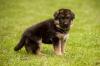 Puppies for sale Cyprus, Paphos German Dog