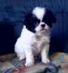 Puppies for sale Portugal, Port Japanese Hin