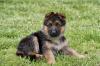 Puppies for sale Cyprus, Nicosia German Shepherd Dog