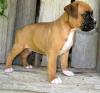 Puppies for sale Greece, Thessaloniki Boxer
