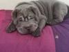 Puppies for sale Denmark, Aarhus Shar Pei