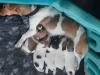 Puppies for sale Sweden, Stockholm Jack Russell Terrier