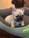 Puppies for sale Germany, Karlstadt French Bulldog