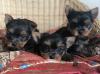 Puppies for sale Canada, Alberta, Calgary Yorkshire Terrier