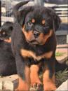 Puppies for sale Canada, Ontario, London Rottweiler