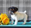 Puppies for sale Portugal, Gondomar Jack Russell Terrier