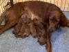 Puppies for sale France, Paris Irish Setter