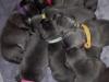 Puppies for sale Spain, Valencia Staffordshire Bull Terrier