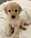 Puppies for sale Spain, Barcelona Golden Retriever