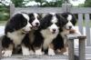 Puppies for sale Portugal, Faro Bernese Mountain Dog