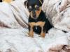 Puppies for sale Finland, Helsinki Jack Russell Terrier