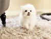 Puppies for sale Canada, Ontario, London Maltese