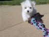 Puppies for sale Canada, Alberta Maltese