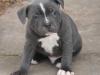 Puppies for sale France, Paris Staffordshire Bull Terrier