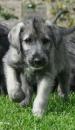 Puppies for sale Netherlands, Eindhoven Irish Wolfhound