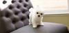 Puppies for sale Canada, Alberta Maltese