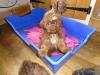 Puppies for sale Cyprus, Nicosia Shih Tzu