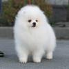 Puppies for sale Belgium, Brussels , Pomeranian