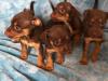 Puppies for sale Czech Republic, Brno Jack Russell Terrier