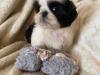 Puppies for sale Latvia, Riga Shih Tzu