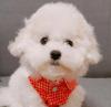 Puppies for sale Canada, Quebec Maltese