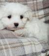 Puppies for sale Netherlands, Amsterdam Maltese