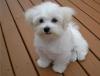 Puppies for sale Canada, Manitoba Maltese