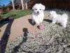 Puppies for sale Portugal, Gondomar Bichon