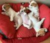 Puppies for sale Greece, Athens Jack Russell Terrier