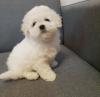 Puppies for sale Spain, Bilbao Maltese