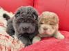 Puppies for sale Finland, Pori Shar Pei