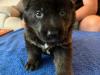 Puppies for sale Denmark, Aarhus German Shepherd Dog