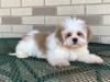 Puppies for sale Spain, Madrid Lhasa Apso